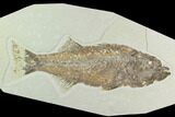 Uncommon, Fossil Fish (Mioplosus) - Wyoming #122675-1